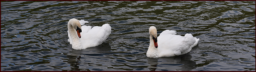 Buddy and Carol's Waltz header