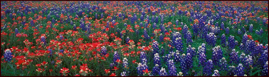 About the Song: If You're Ever In Texas