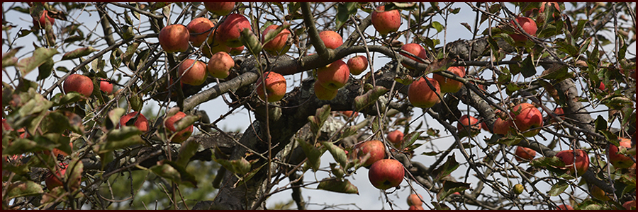 Johnny Appleseed header