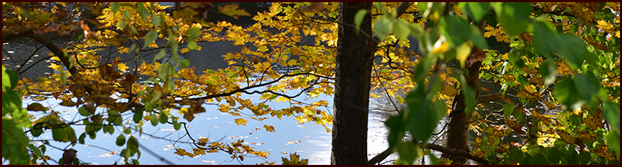 The Restless Wind header