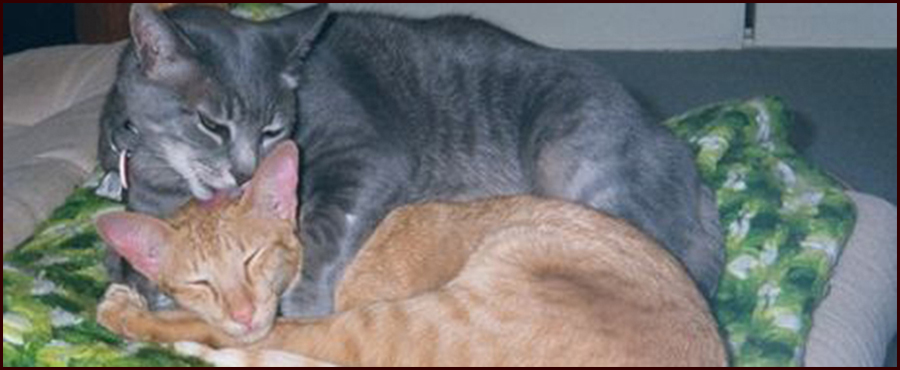 Footer image -Rudy's Big Adventure Footer image - Rudy's Big Adventure