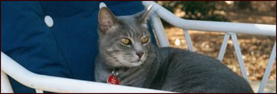 Rudy's Big Adventure header