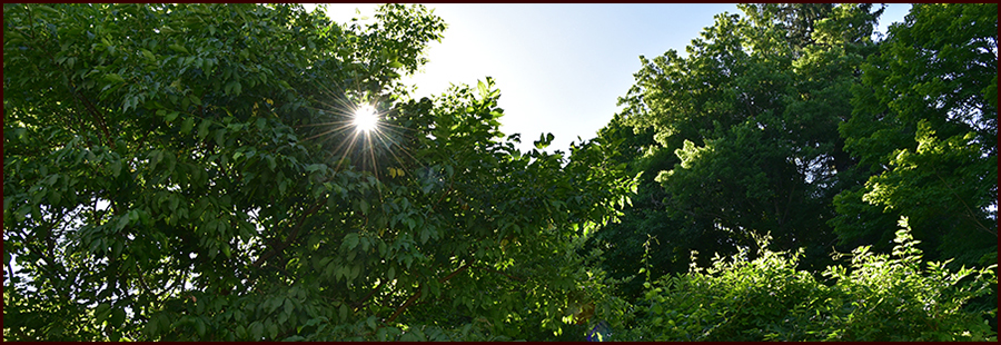 Footer image - The Road Through The Woods Footer image - The Road Through The Woods