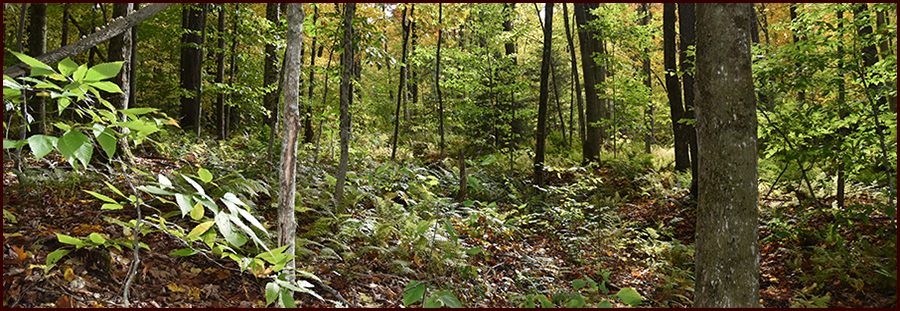 The Road Through The Woods header